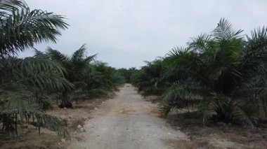 İnsansız hava aracının palmiye yağı tarlası boyunca uçuşu izole edilmiş.. 