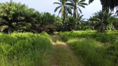 İnsansız hava aracının palmiye yağı tarlası boyunca uçuşu izole edilmiş.. 