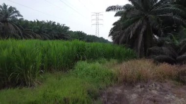 Kırsal bölge çevresindeki yüksek elektrik vericisinin hava görüntüsü..