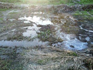 Yığının ve dilimlerin bulunduğu çevre manzarası. Hurma yağı gövdesi günlerce yağmur suyuyla dolduktan sonra tarlada kurutuldu..
