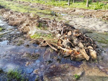 Yığının ve dilimlerin bulunduğu çevre manzarası. Hurma yağı gövdesi günlerce yağmur suyuyla dolduktan sonra tarlada kurutuldu..