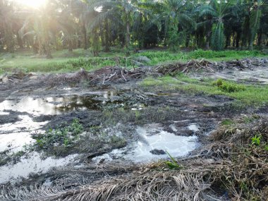 Yığının ve dilimlerin bulunduğu çevre manzarası. Hurma yağı gövdesi günlerce yağmur suyuyla dolduktan sonra tarlada kurutuldu..