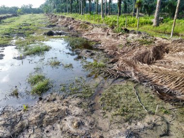 Yığının ve dilimlerin bulunduğu çevre manzarası. Hurma yağı gövdesi günlerce yağmur suyuyla dolduktan sonra tarlada kurutuldu..