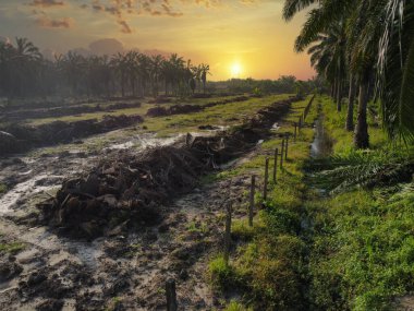 Yığının ve dilimlerin bulunduğu çevre manzarası. Hurma yağı gövdesi günlerce yağmur suyuyla dolduktan sonra tarlada kurutuldu..