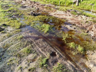 Yığının ve dilimlerin bulunduğu çevre manzarası. Hurma yağı gövdesi günlerce yağmur suyuyla dolduktan sonra tarlada kurutuldu..