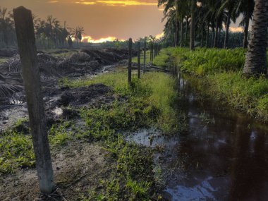 Yığının ve dilimlerin bulunduğu çevre manzarası. Hurma yağı gövdesi günlerce yağmur suyuyla dolduktan sonra tarlada kurutuldu..