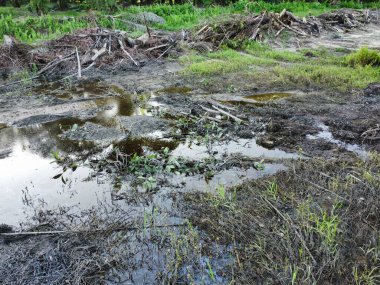 Yığının ve dilimlerin bulunduğu çevre manzarası. Hurma yağı gövdesi günlerce yağmur suyuyla dolduktan sonra tarlada kurutuldu..