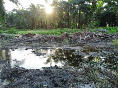 Yığının ve dilimlerin bulunduğu çevre manzarası. Hurma yağı gövdesi günlerce yağmur suyuyla dolduktan sonra tarlada kurutuldu..