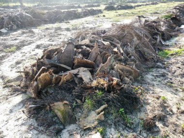 Yığının ve dilimlerin bulunduğu çevre manzarası. Hurma yağı gövdesi günlerce yağmur suyuyla dolduktan sonra tarlada kurutuldu..