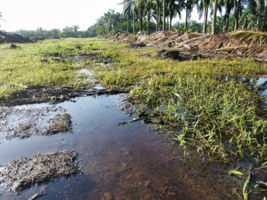 Yığının ve dilimlerin bulunduğu çevre manzarası. Hurma yağı gövdesi günlerce yağmur suyuyla dolduktan sonra tarlada kurutuldu..
