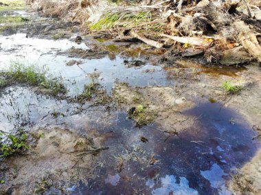 Yığının ve dilimlerin bulunduğu çevre manzarası. Hurma yağı gövdesi günlerce yağmur suyuyla dolduktan sonra tarlada kurutuldu..