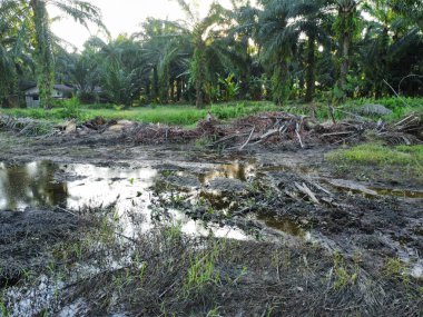 Yığının ve dilimlerin bulunduğu çevre manzarası. Hurma yağı gövdesi günlerce yağmur suyuyla dolduktan sonra tarlada kurutuldu..