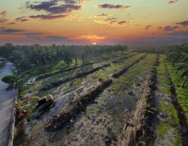 Yığının ve dilimlerin bulunduğu çevre manzarası. Hurma yağı gövdesi günlerce yağmur suyuyla dolduktan sonra tarlada kurutuldu..