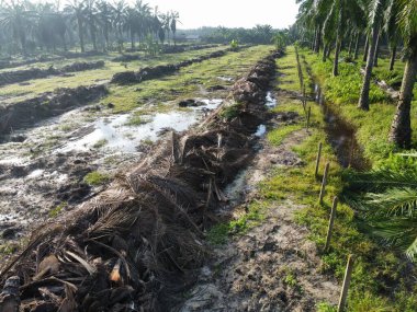 Yığının ve dilimlerin bulunduğu çevre manzarası. Hurma yağı gövdesi günlerce yağmur suyuyla dolduktan sonra tarlada kurutuldu..