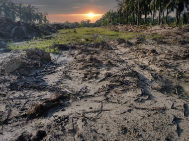 Yığının ve dilimlerin bulunduğu çevre manzarası. Hurma yağı gövdesi günlerce yağmur suyuyla dolduktan sonra tarlada kurutuldu..