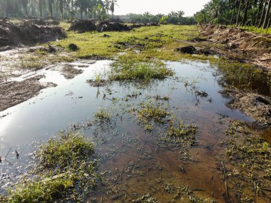 Yığının ve dilimlerin bulunduğu çevre manzarası. Hurma yağı gövdesi günlerce yağmur suyuyla dolduktan sonra tarlada kurutuldu..