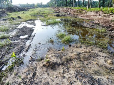 Yığının ve dilimlerin bulunduğu çevre manzarası. Hurma yağı gövdesi günlerce yağmur suyuyla dolduktan sonra tarlada kurutuldu..