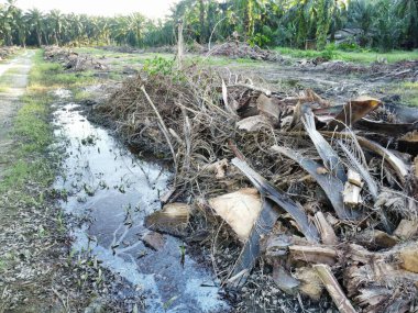 Yığının ve dilimlerin bulunduğu çevre manzarası. Hurma yağı gövdesi günlerce yağmur suyuyla dolduktan sonra tarlada kurutuldu..