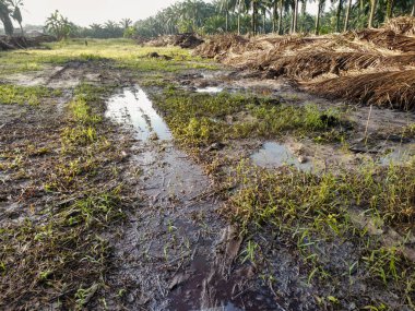 Yığının ve dilimlerin bulunduğu çevre manzarası. Hurma yağı gövdesi günlerce yağmur suyuyla dolduktan sonra tarlada kurutuldu..