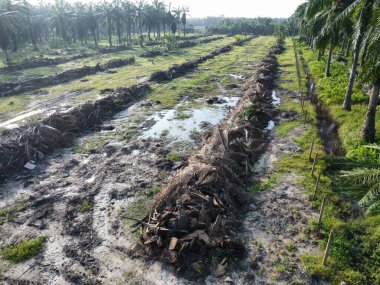 Yığının ve dilimlerin bulunduğu çevre manzarası. Hurma yağı gövdesi günlerce yağmur suyuyla dolduktan sonra tarlada kurutuldu..