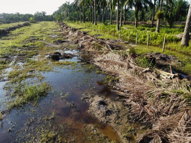 Yığının ve dilimlerin bulunduğu çevre manzarası. Hurma yağı gövdesi günlerce yağmur suyuyla dolduktan sonra tarlada kurutuldu..
