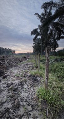 Yığının ve dilimlerin bulunduğu çevre manzarası. Hurma yağı gövdesi günlerce yağmur suyuyla dolduktan sonra tarlada kurutuldu..