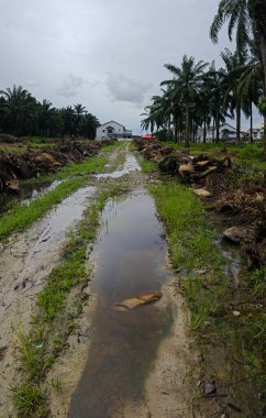 Yığının ve dilimlerin bulunduğu çevre manzarası. Hurma yağı gövdesi günlerce yağmur suyuyla dolduktan sonra tarlada kurutuldu..