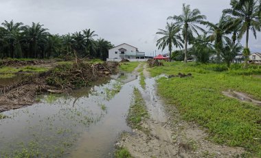 Yığının ve dilimlerin bulunduğu çevre manzarası. Hurma yağı gövdesi günlerce yağmur suyuyla dolduktan sonra tarlada kurutuldu..