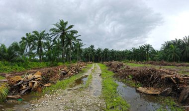 Yığının ve dilimlerin bulunduğu çevre manzarası. Hurma yağı gövdesi günlerce yağmur suyuyla dolduktan sonra tarlada kurutuldu..