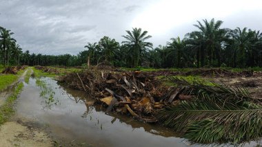 Yığının ve dilimlerin bulunduğu çevre manzarası. Hurma yağı gövdesi günlerce yağmur suyuyla dolduktan sonra tarlada kurutuldu..