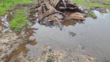 Dilimlenmiş palmiye yağı atığı yığını günlerce yağmur suyu ile boğulduktan sonra tarlada kurutulmuş halde bırakılmış..