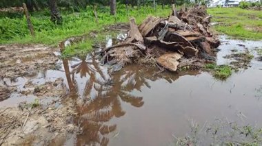 Dilimlenmiş palmiye yağı atığı yığını günlerce yağmur suyu ile boğulduktan sonra tarlada kurutulmuş halde bırakılmış..
