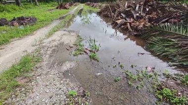Dilimlenmiş palmiye yağı atığı yığını günlerce yağmur suyu ile boğulduktan sonra tarlada kurutulmuş halde bırakılmış..