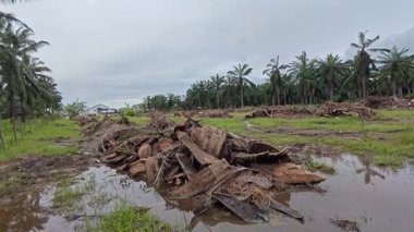 Dilimlenmiş palmiye yağı atığı yığını günlerce yağmur suyu ile boğulduktan sonra tarlada kurutulmuş halde bırakılmış..