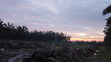Dilimlenmiş palmiye yağı atığı yığını günlerce yağmur suyu ile boğulduktan sonra tarlada kurutulmuş halde bırakılmış..