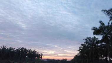 Dilimlenmiş palmiye yağı atığı yığını günlerce yağmur suyu ile boğulduktan sonra tarlada kurutulmuş halde bırakılmış..