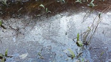 Dilimlenmiş palmiye yağı atığı yığını günlerce yağmur suyu ile boğulduktan sonra tarlada kurutulmuş halde bırakılmış..