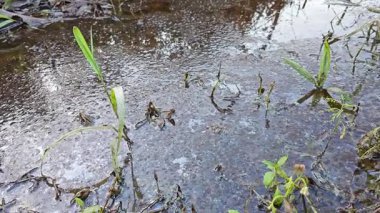 Dilimlenmiş palmiye yağı atığı yığını günlerce yağmur suyu ile boğulduktan sonra tarlada kurutulmuş halde bırakılmış..