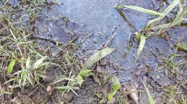 Dilimlenmiş palmiye yağı atığı yığını günlerce yağmur suyu ile boğulduktan sonra tarlada kurutulmuş halde bırakılmış..