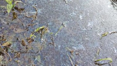 Dilimlenmiş palmiye yağı atığı yığını günlerce yağmur suyu ile boğulduktan sonra tarlada kurutulmuş halde bırakılmış..