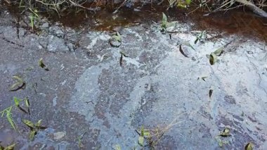 Dilimlenmiş palmiye yağı atığı yığını günlerce yağmur suyu ile boğulduktan sonra tarlada kurutulmuş halde bırakılmış..