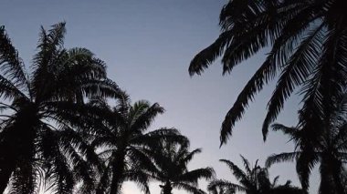 Dilimlenmiş palmiye yağı atığı yığını günlerce yağmur suyu ile boğulduktan sonra tarlada kurutulmuş halde bırakılmış..