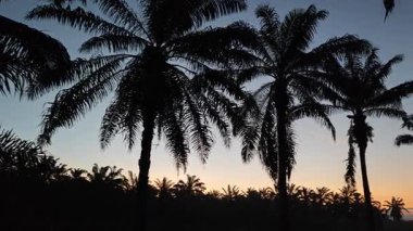 Dilimlenmiş palmiye yağı atığı yığını günlerce yağmur suyu ile boğulduktan sonra tarlada kurutulmuş halde bırakılmış..