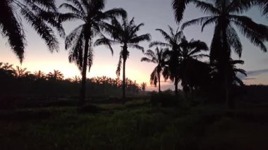 Dilimlenmiş palmiye yağı atığı yığını günlerce yağmur suyu ile boğulduktan sonra tarlada kurutulmuş halde bırakılmış..