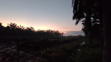 Dilimlenmiş palmiye yağı atığı yığını günlerce yağmur suyu ile boğulduktan sonra tarlada kurutulmuş halde bırakılmış..