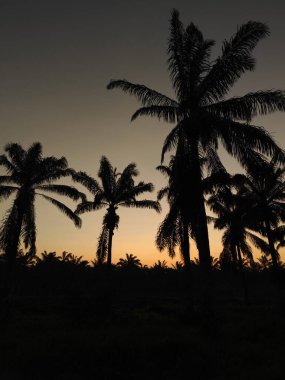 Önünde koyu palmiye ağaçlarının silueti olan renkli şafak vakti gökyüzü..