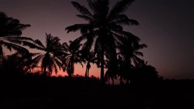 Önünde koyu palmiye ağaçlarının silueti olan renkli şafak vakti gökyüzü..