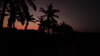 Önünde koyu palmiye ağaçlarının silueti olan renkli şafak vakti gökyüzü..