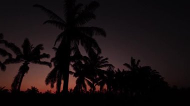 Önünde koyu palmiye ağaçlarının silueti olan renkli şafak vakti gökyüzü..