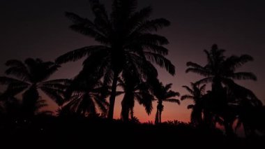 Önünde koyu palmiye ağaçlarının silueti olan renkli şafak vakti gökyüzü..